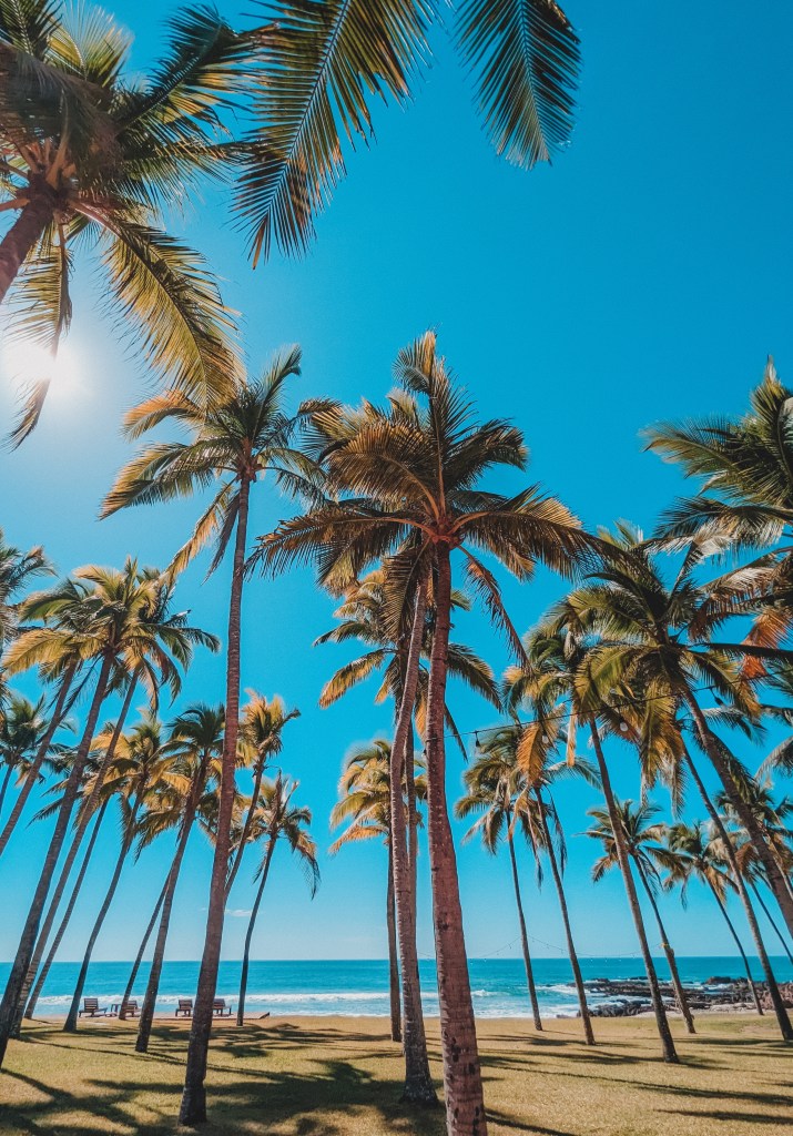 palm trees las alamandas mexico
