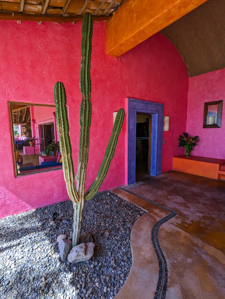 Cactus las alamandas mexico