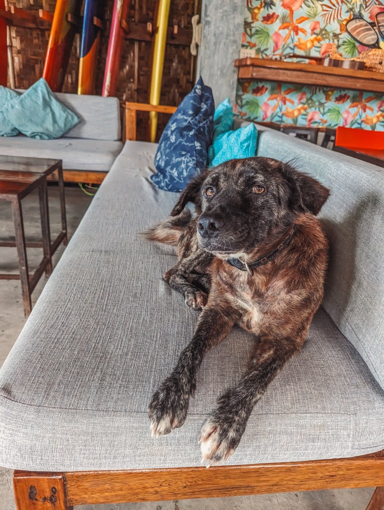 dogs soultribe beach retreat siargao philippines