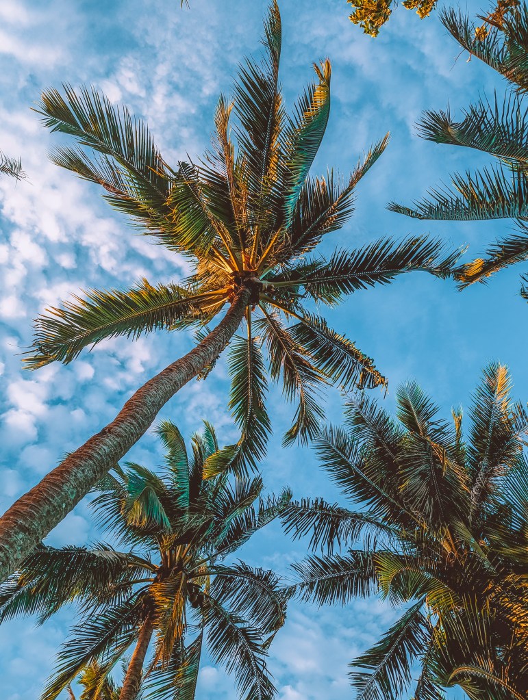 Palm trees Siargao Philippines