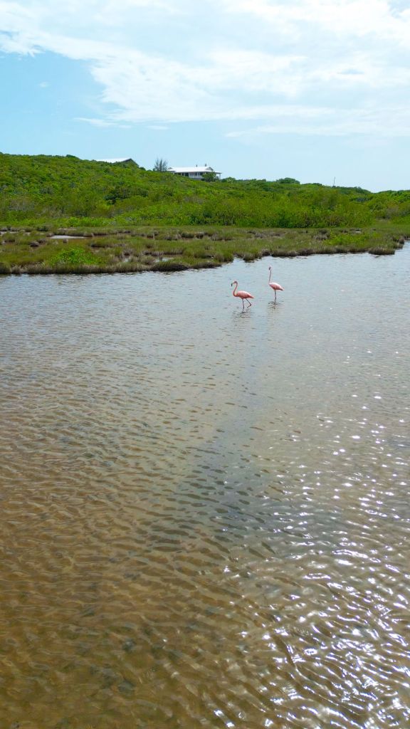 north middle caicos flamingo