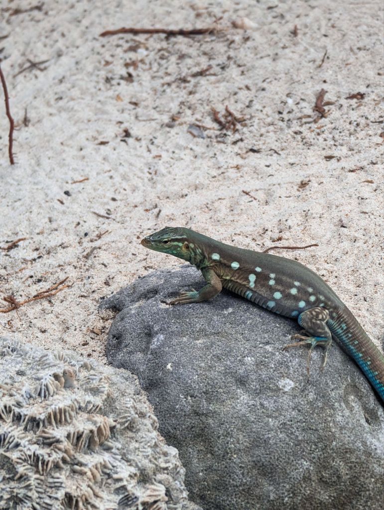 klein curacao mermaid boat tours