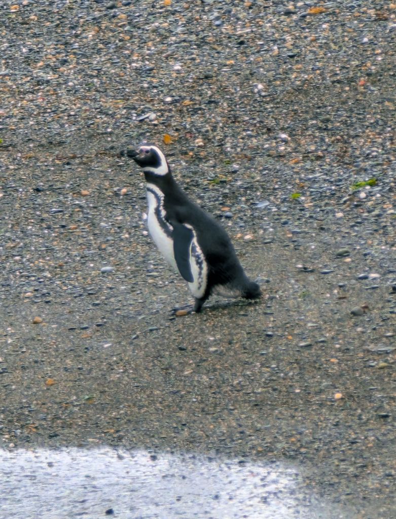 penguin ushuaia argentina patagonia