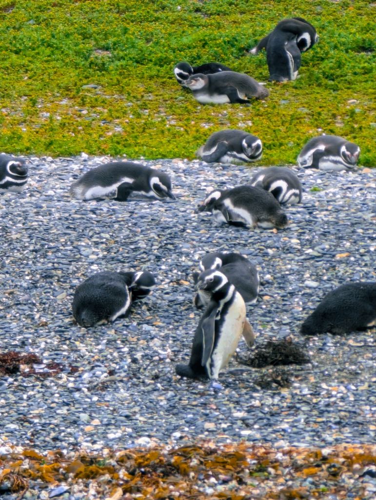 penguins ushuaia argentina patagonia