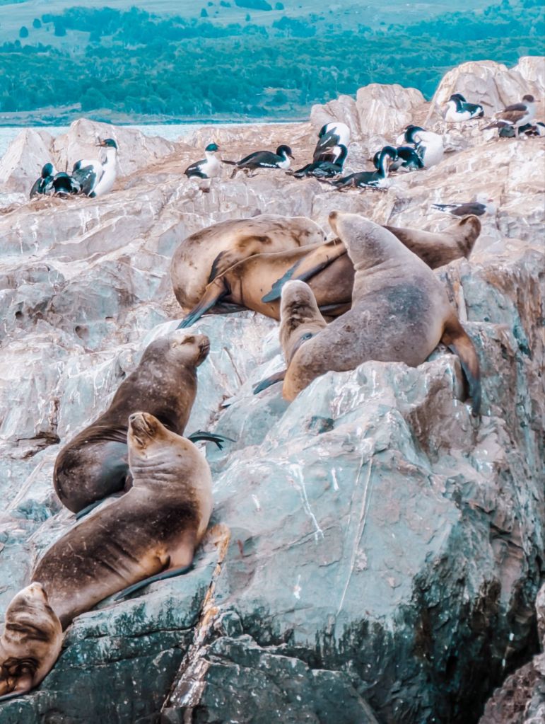 sea lions Ushuaia