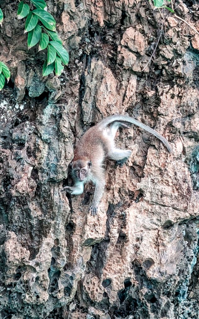 Simba seat trips phi phi islands monkey