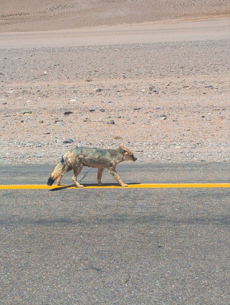 salt flats route chile atacama