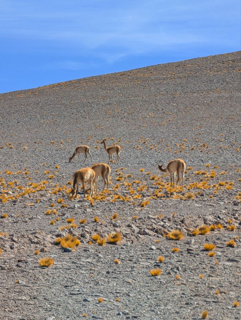 salt flats route chile atacama