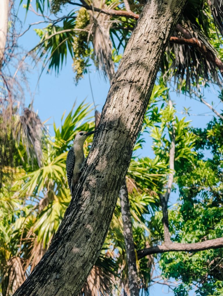 kimpton grand roatan 