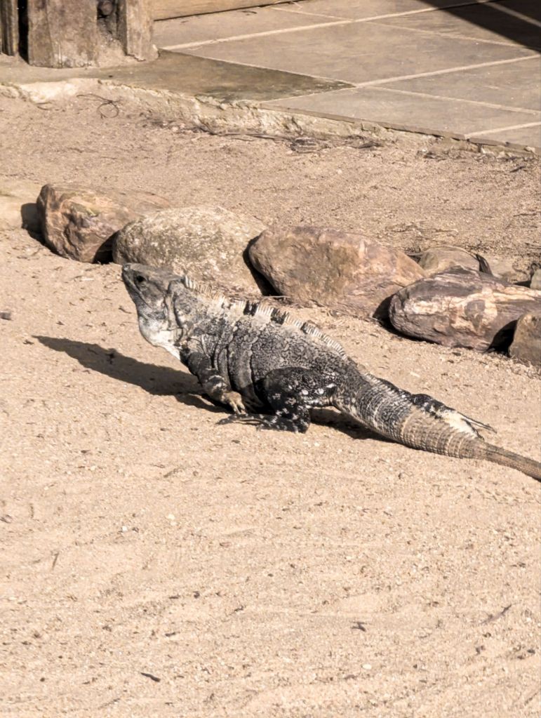 pelican beach resort dangriga belize