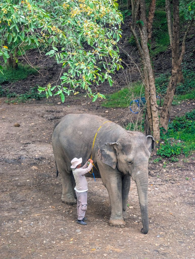 bush camp chiang mai thailand