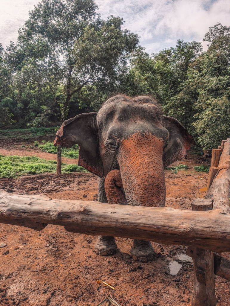 bush camp chiang mai thailand