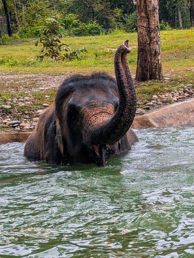 bush camp chiang mai thailand elepehant