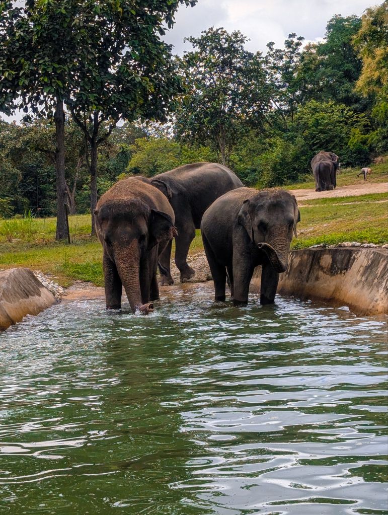 bush camp chiang mai thailand