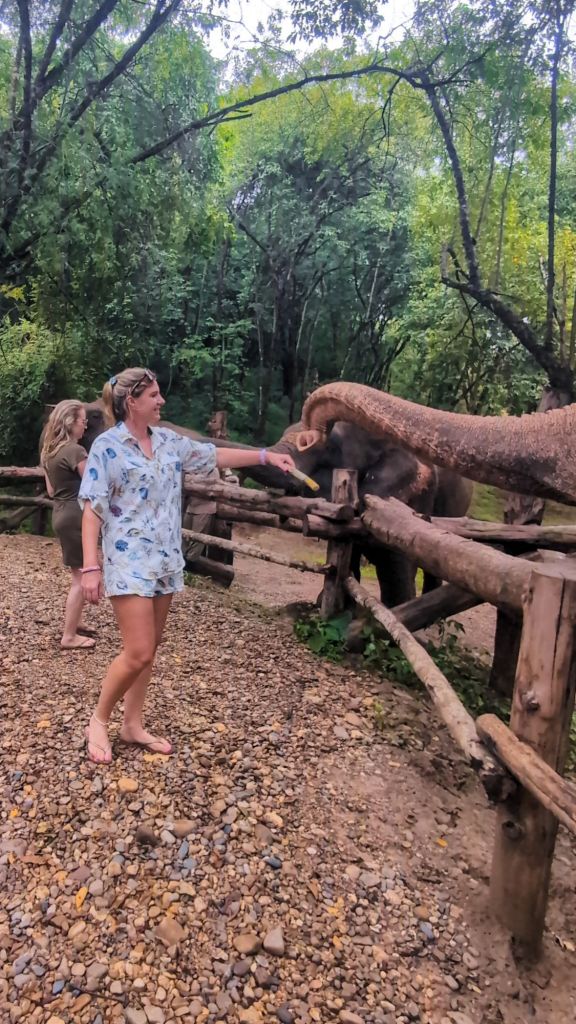 bush camp chiang mai thailand elephant