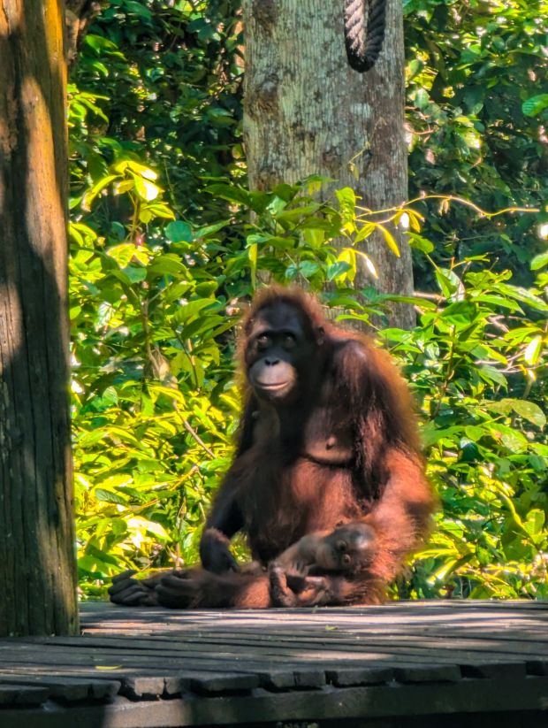 orangutan borneo