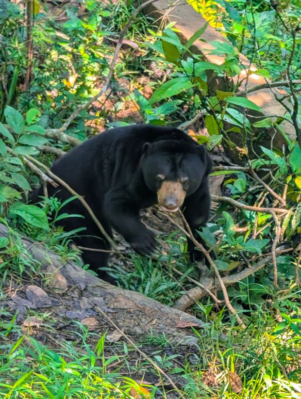 sun bear borneo