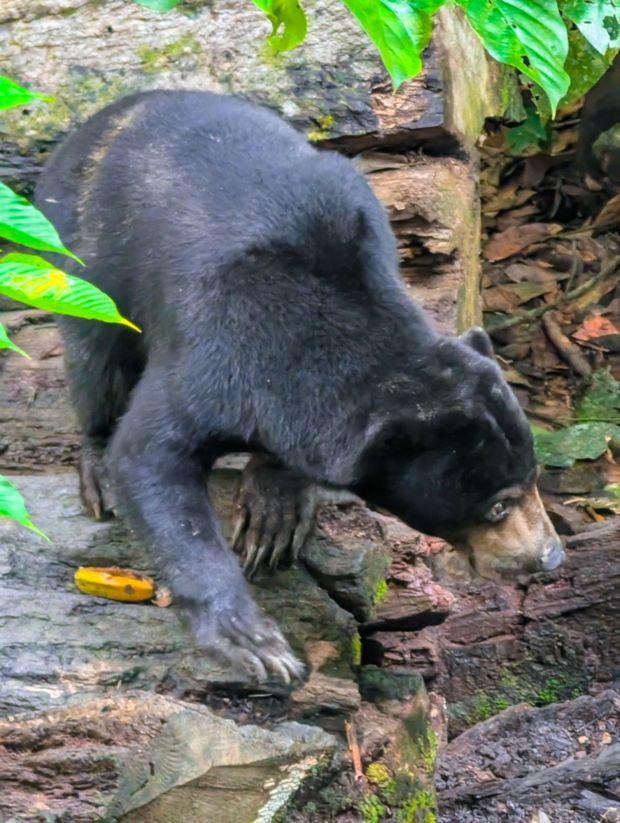 sun bear borneo