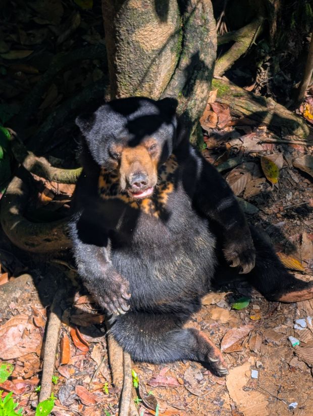 sun bear borneo