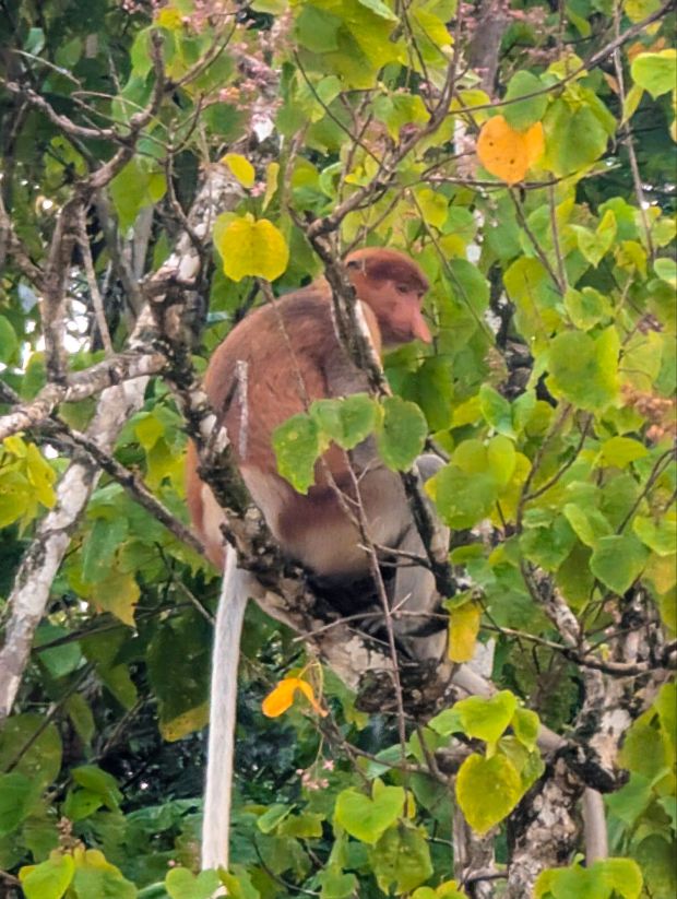 proboscis monkey