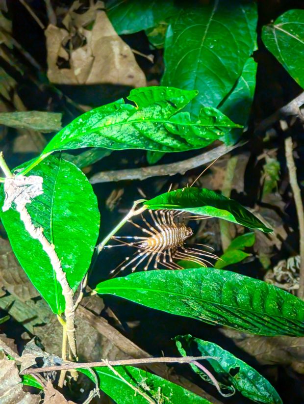 night hike gaya island