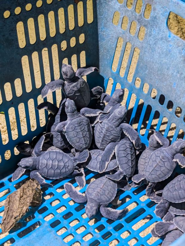 turtle island selingan borneo