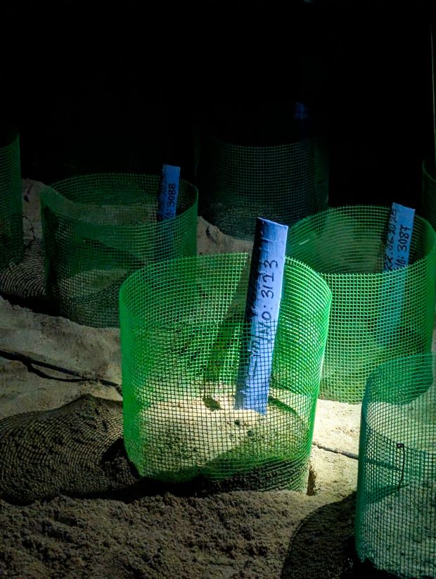 turtle island selingan borneo