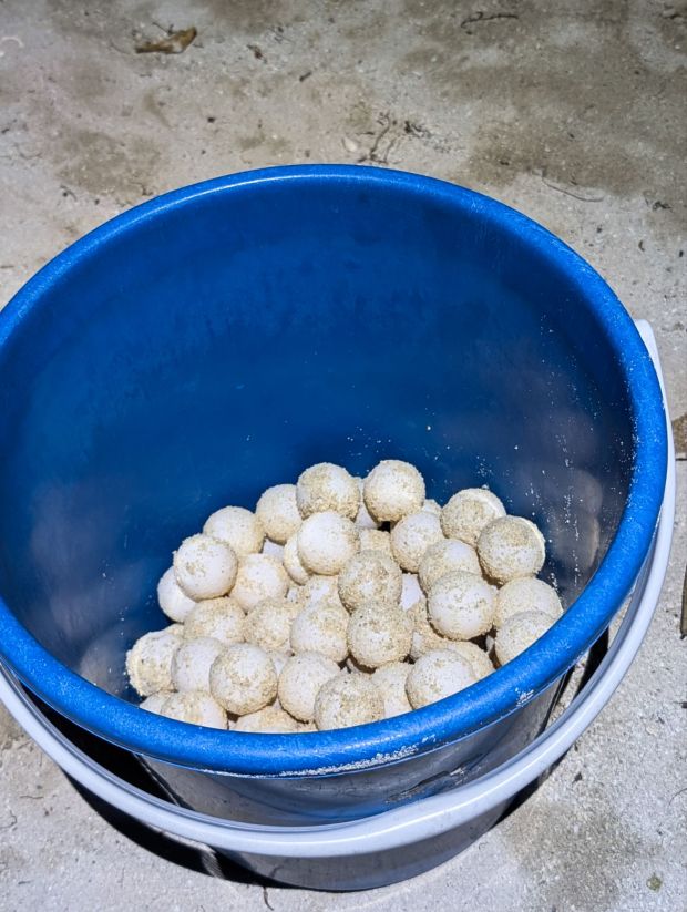turtle island selingan borneo eggs
