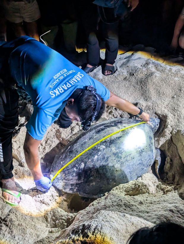 turtle island selingan borneo