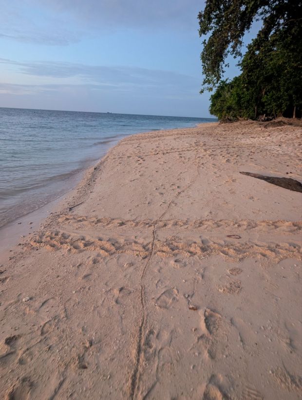 turtle island selingan borneo