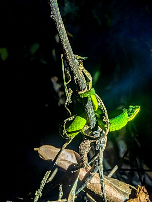 night hike gaya island