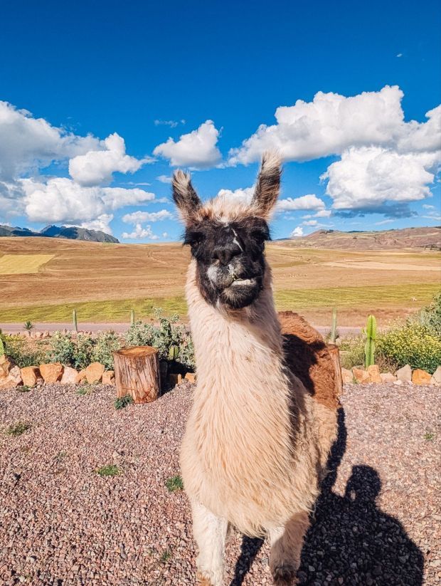 mountain view experience peru