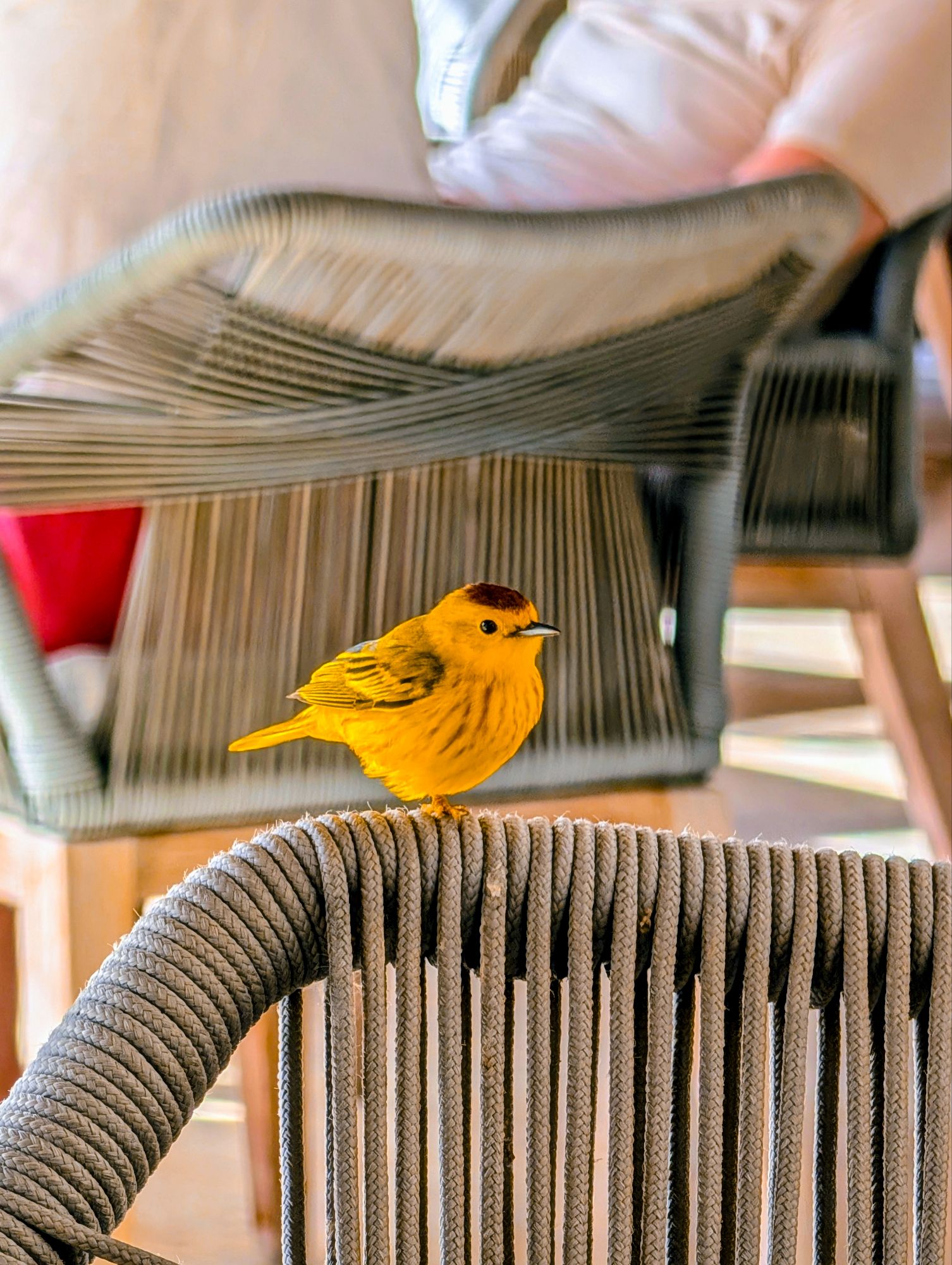 hotel wanapa bonaire